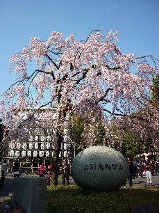 上野公園でお花見 講演依頼 Com 編集長のブログ